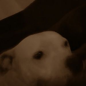 Meet your Posher, Maxwell